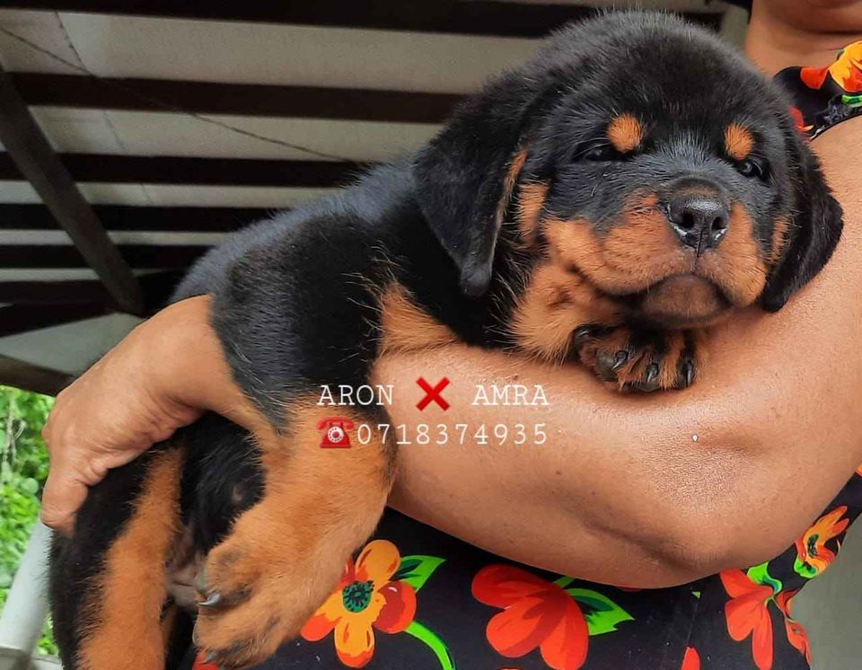 Rottweiler ikman hot sale