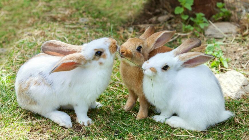 3-konijnen