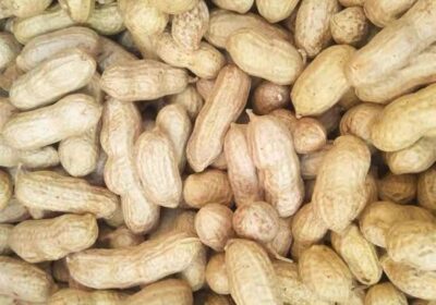 Peanuts-Bulk-Wholesale-Raw-Red-Skin-with-Factory-Price-Peanut