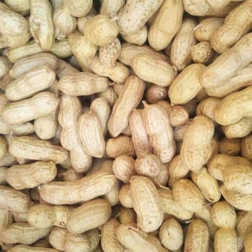 Peanuts-Bulk-Wholesale-Raw-Red-Skin-with-Factory-Price-Peanut