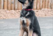 short-haired-german-shepherd-puppy-scaled-e1625665833235-854×1024-1