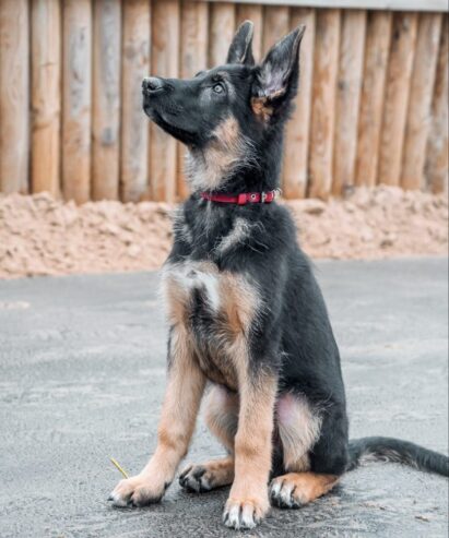 short-haired-german-shepherd-puppy-scaled-e1625665833235-854×1024-1