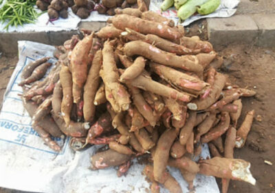 cassava-cultivation