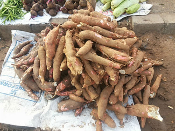 cassava-cultivation