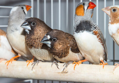 Bengalese-finch-and-zebra-finch