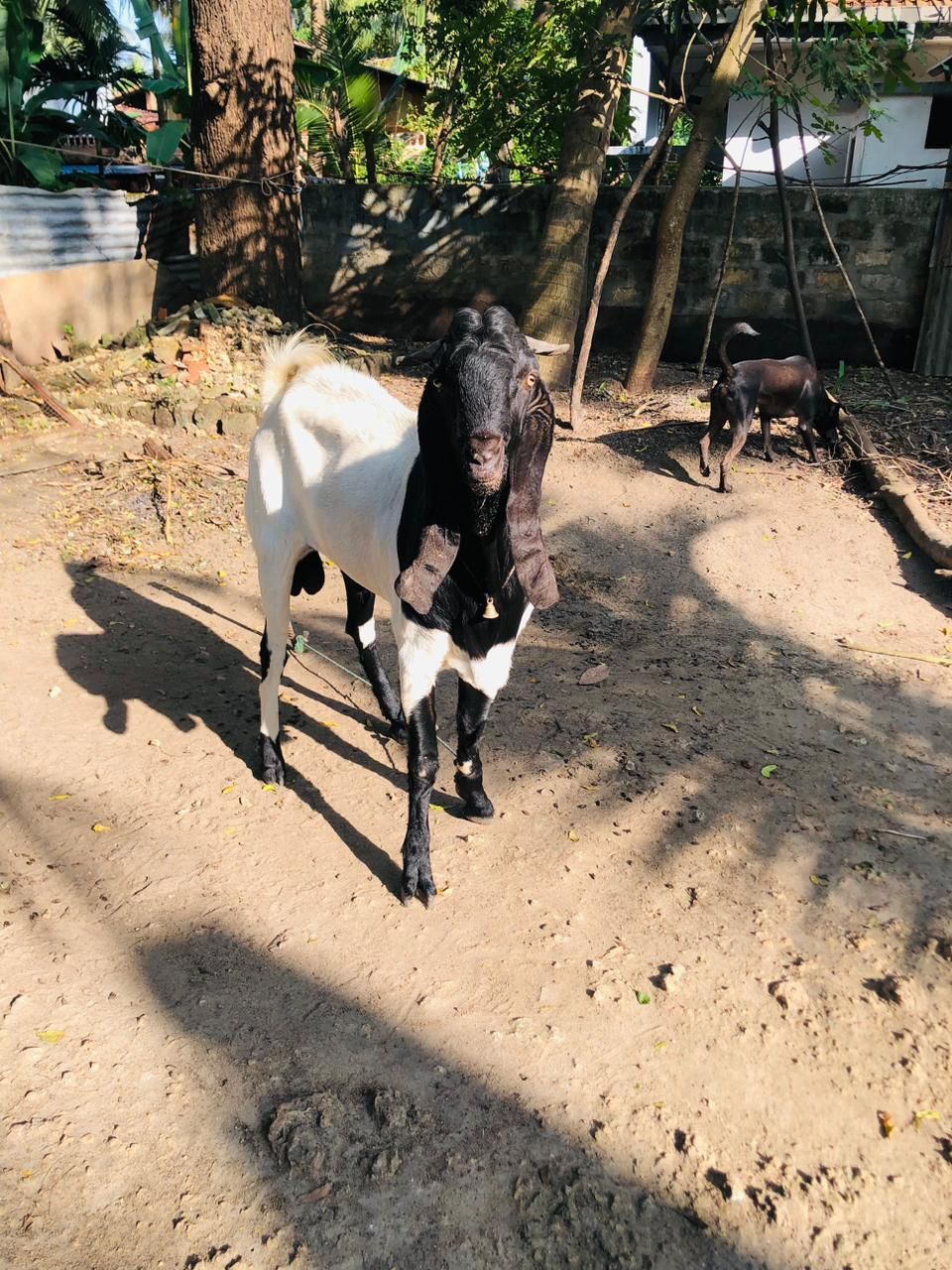 196e6ad0-2145-4d8c-92de-7286b7810f6e