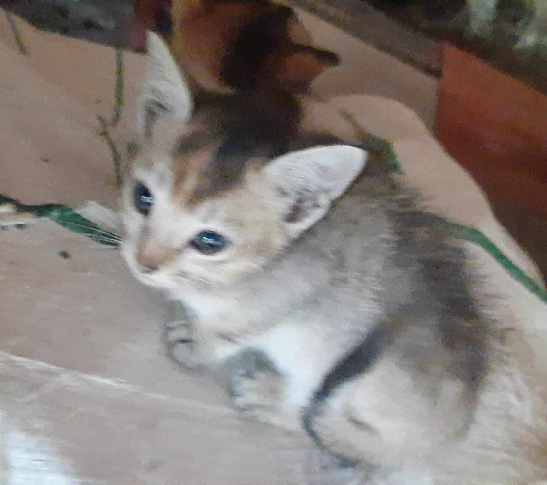 418375411_1422920808577512_677366615457986837_n