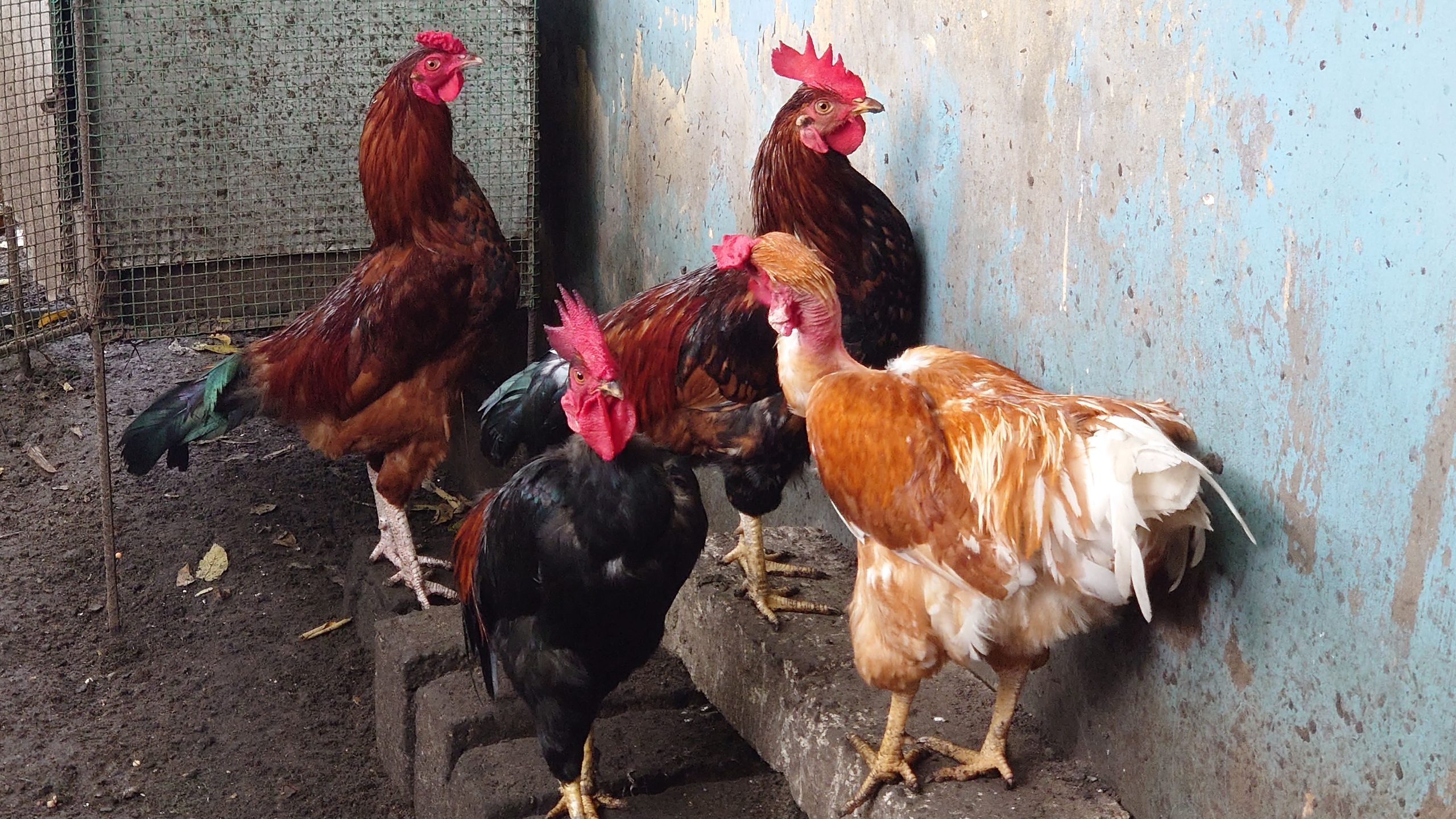 6aec4c49-55f2-41f3-9ec8-8d0568f99c18