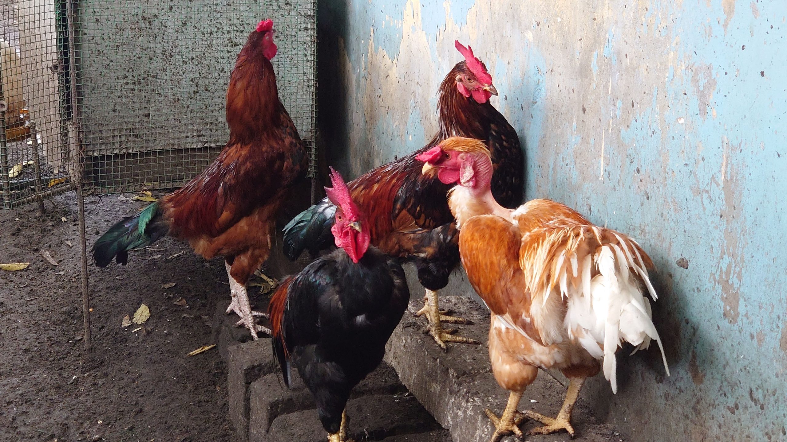 7c4088fe-1eb8-4c4e-81bd-dcdc3c0cef62