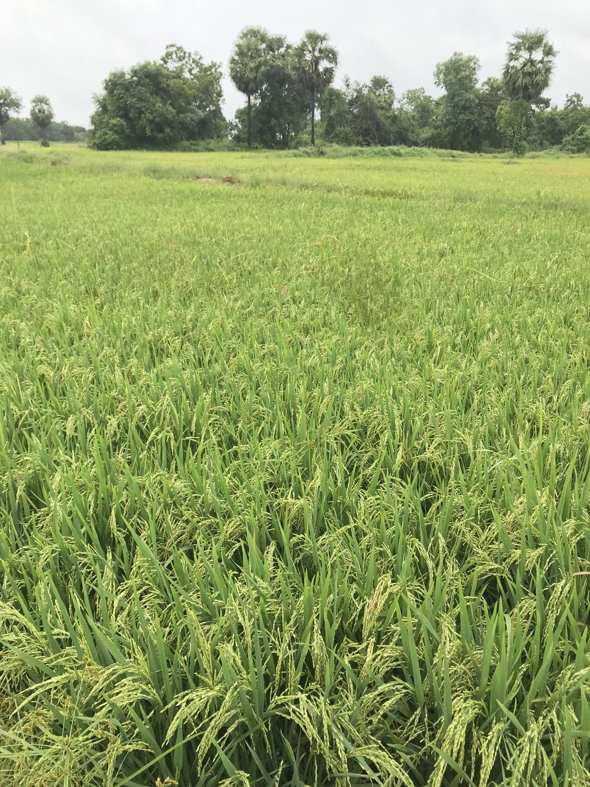 CABCD29B-F0ED-42E7-881E-DFA116E297D6