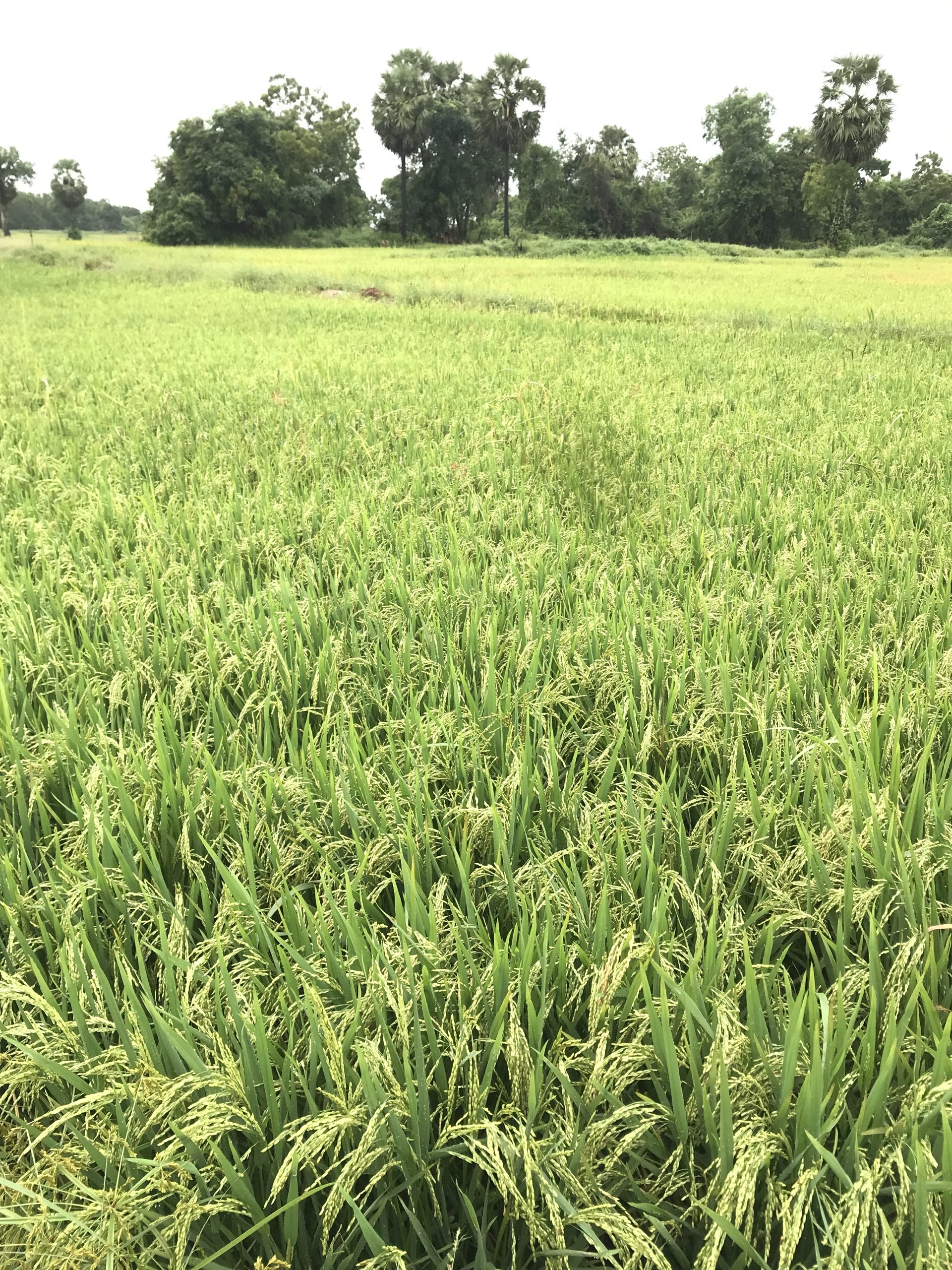 F35C3F6C-1B18-4004-B591-70D528C779F8