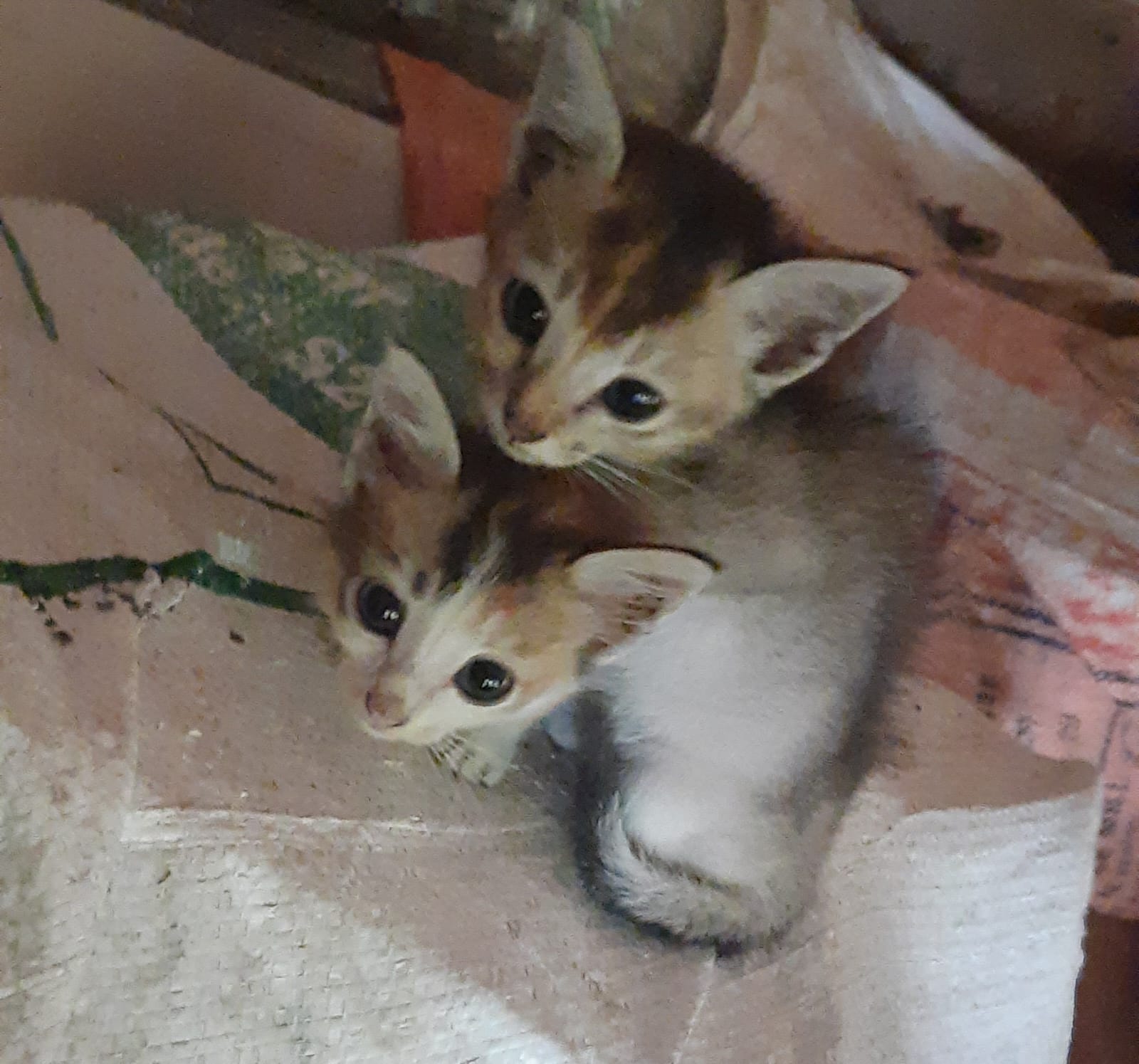 WhatsApp-Image-2024-01-20-at-09.33.21_f42fe80f