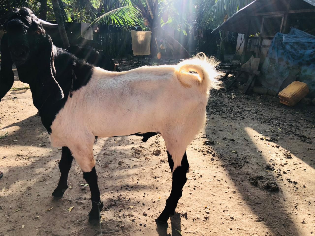 cd66c653-966a-4633-b567-89c31f31a795