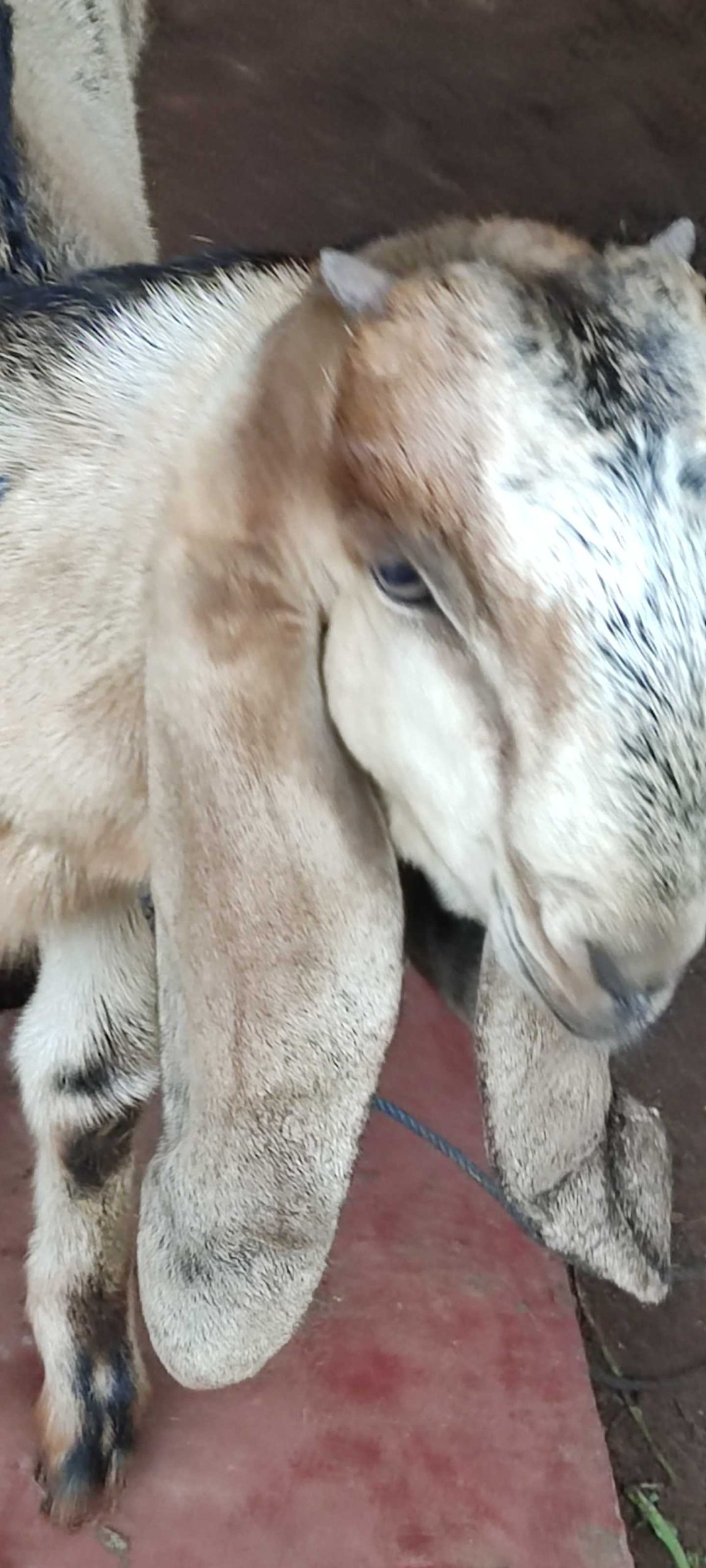 f1721b86-6ed8-4dff-919e-7177cc60f08f