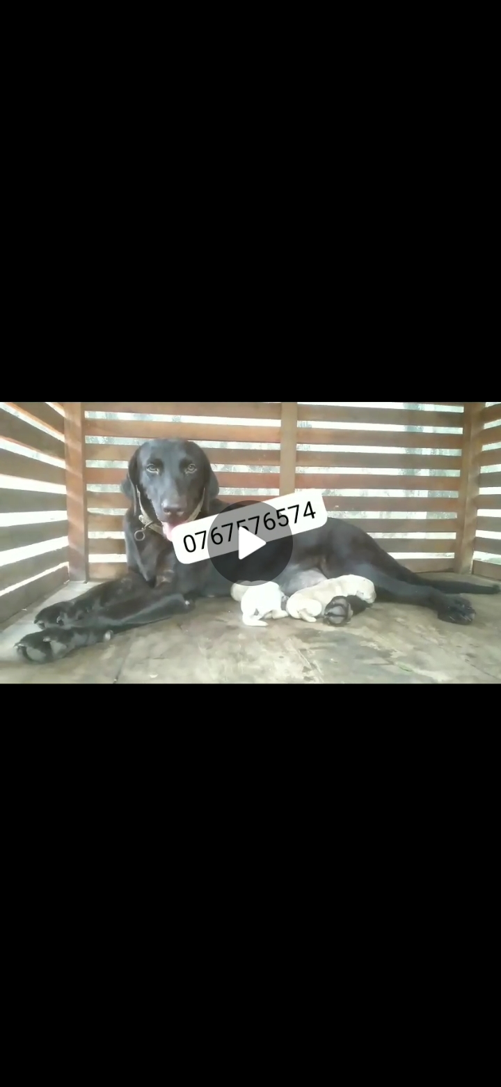 Screenshot_20240205-123850_WhatsAppBusiness