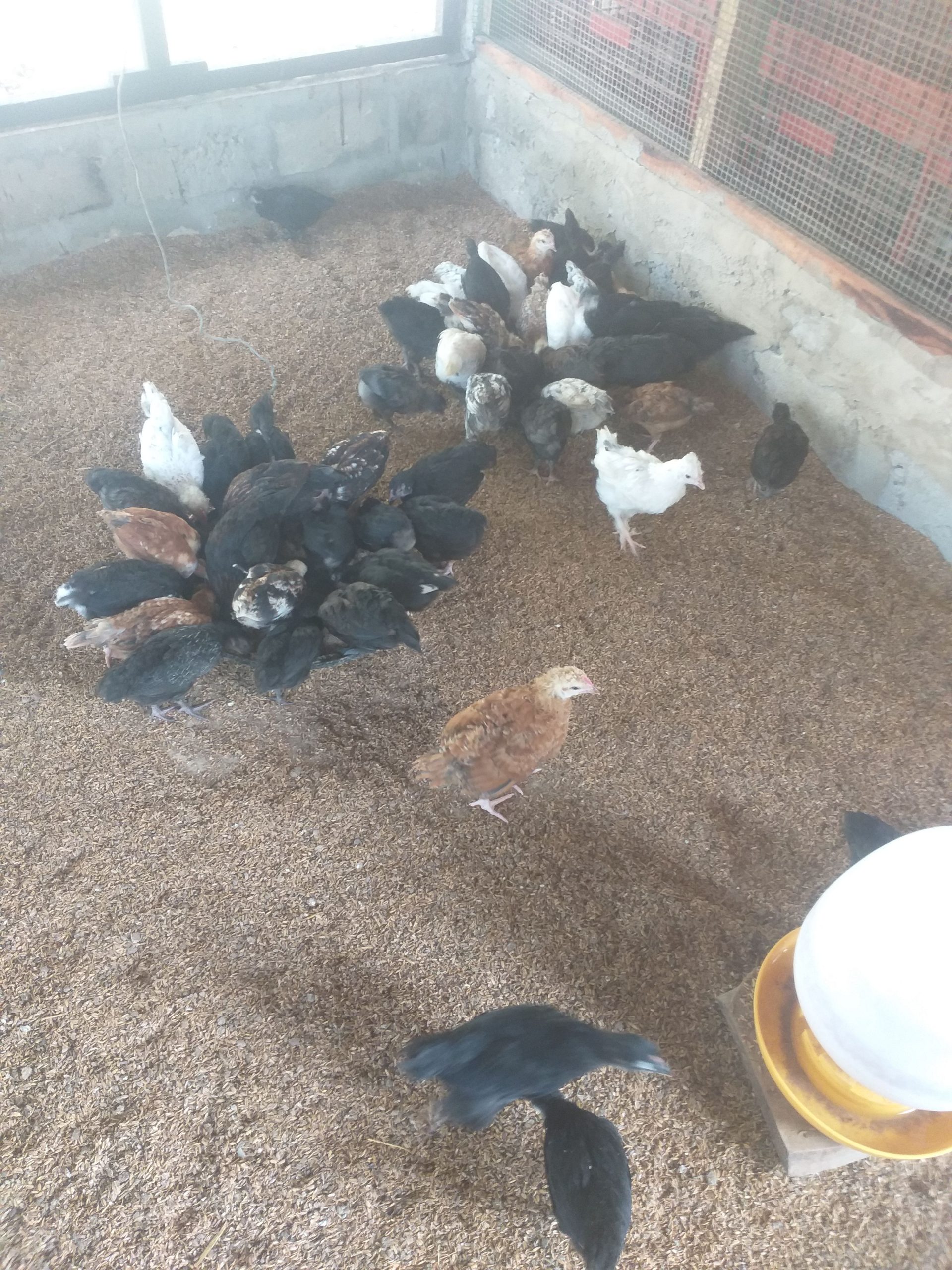 877c6436-cb2f-4c7e-8e37-fcd2bd2a84f0