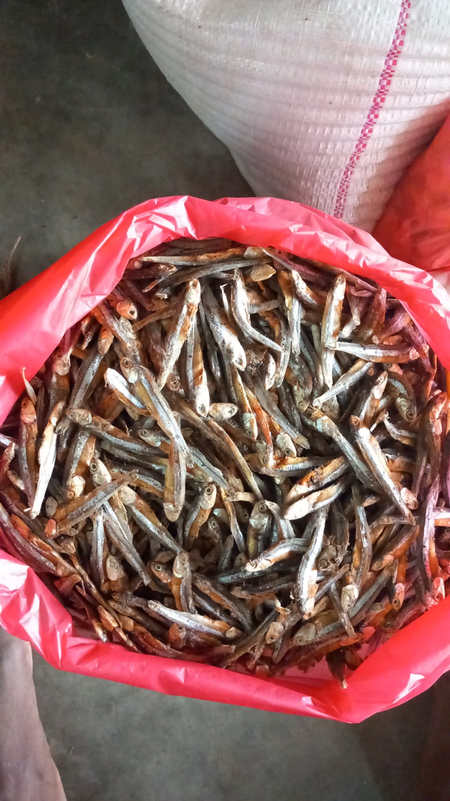 WhatsApp-Image-2024-03-23-at-09.51.12-3