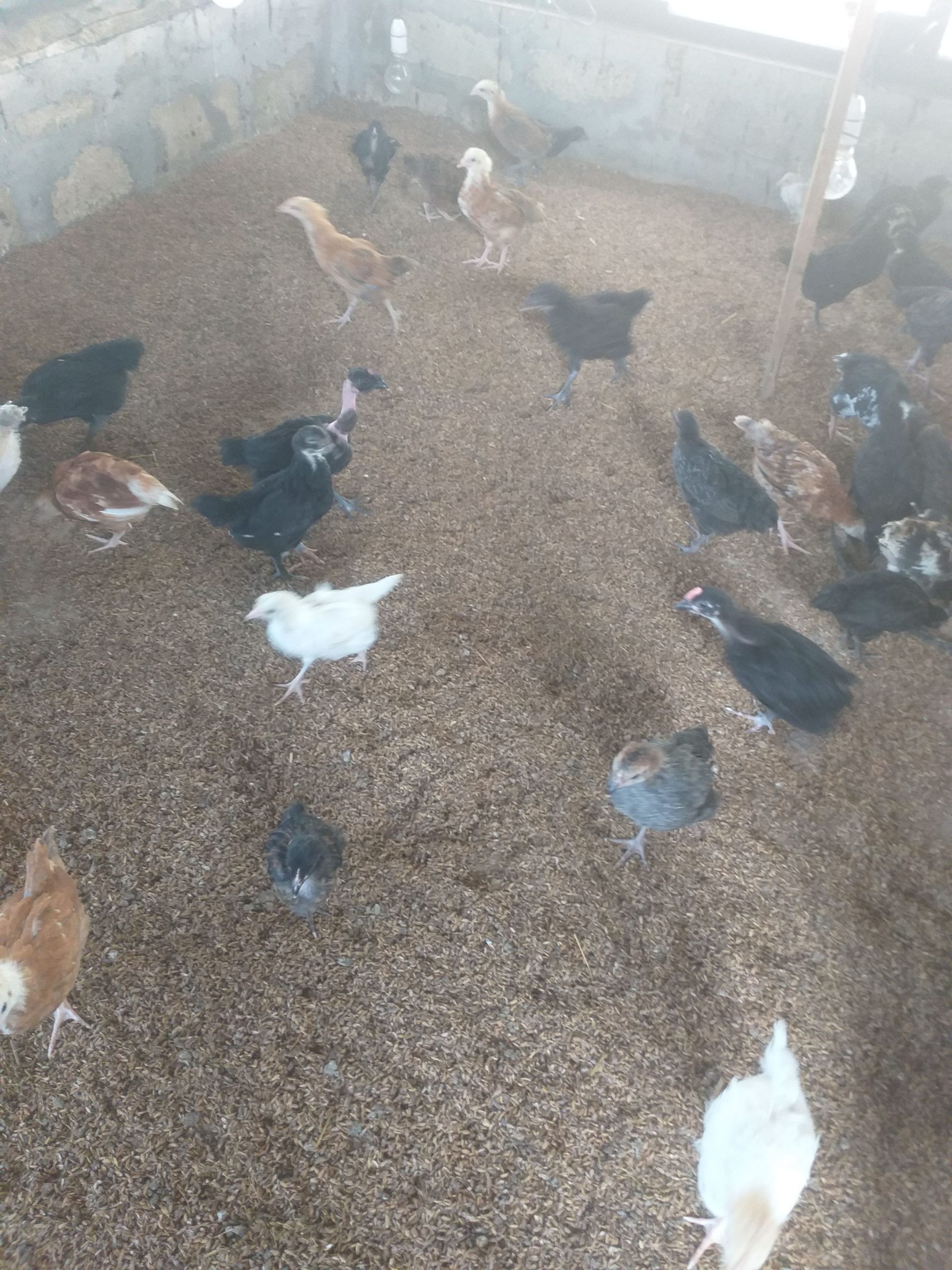 a0567cad-af60-431a-9506-15ef320cee17