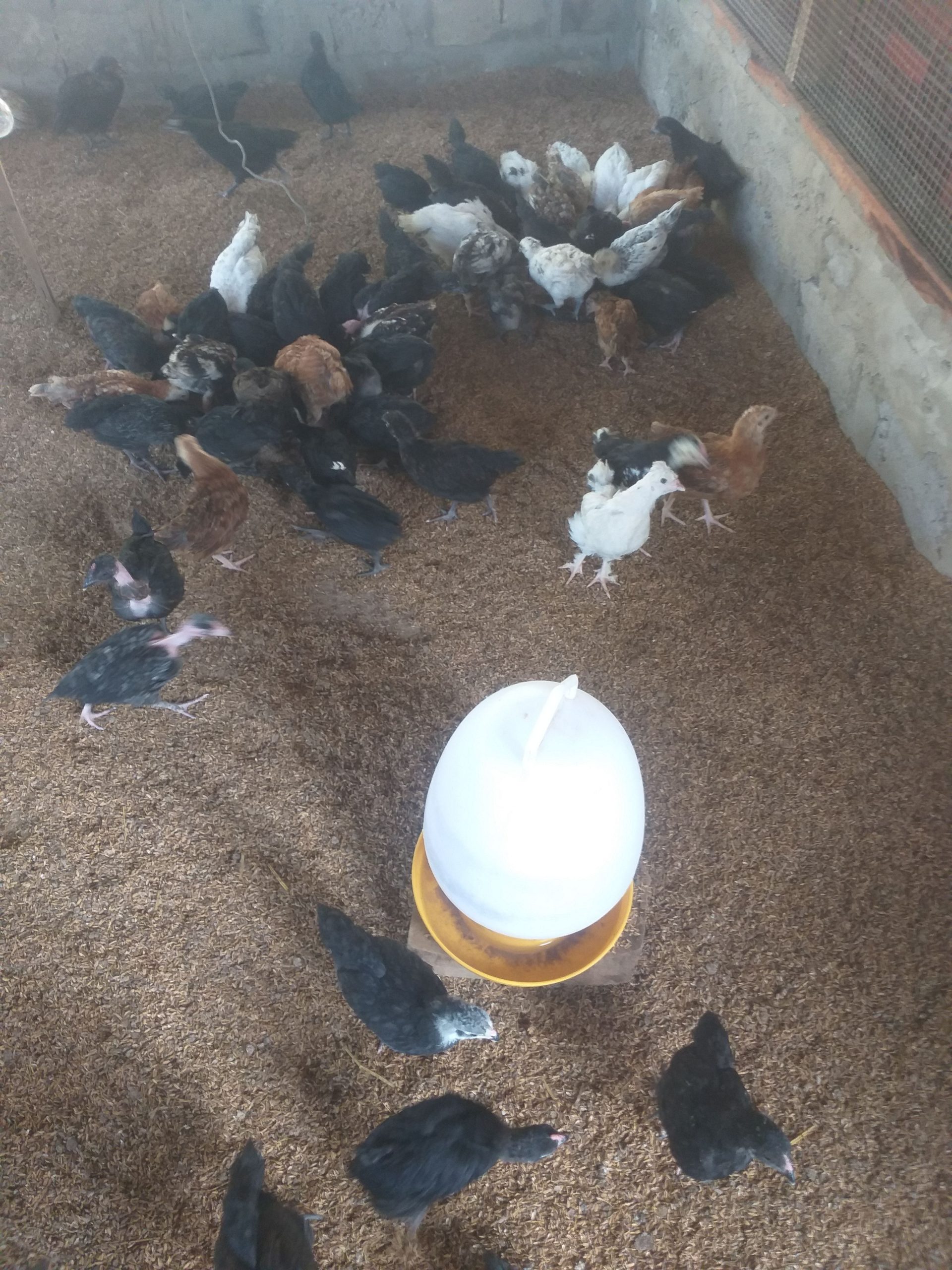 a488a4d6-61c1-466b-bf40-0107ec98857f