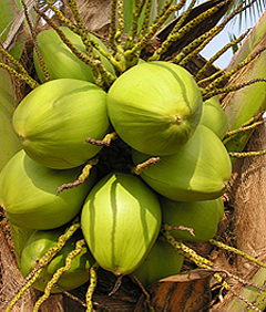 coconut_home_side_img