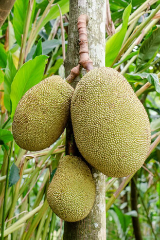 440px-Jackfruit_hanging