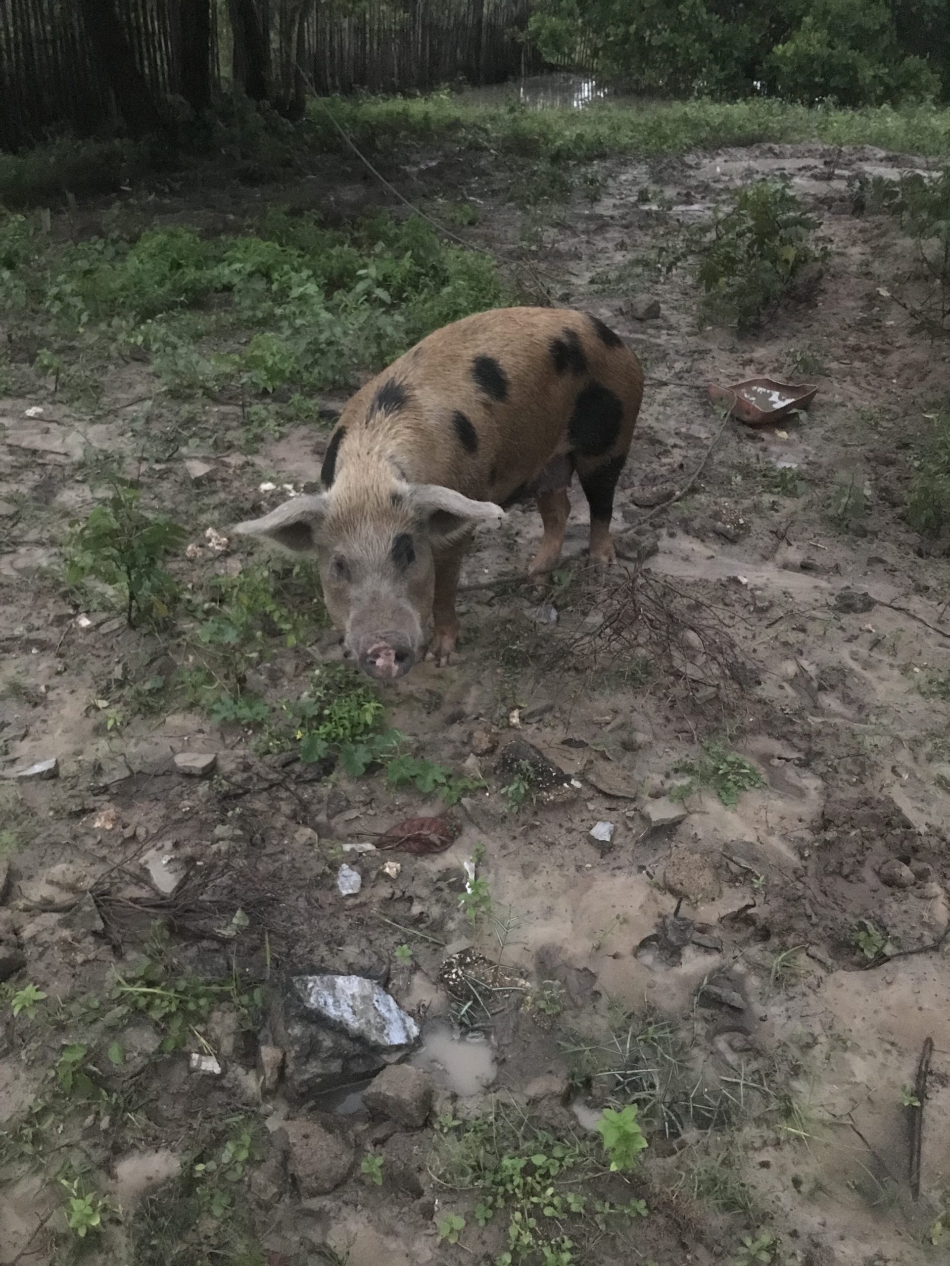 2DADB30C-96E2-4EC2-B0B7-7D73D1DC05AB