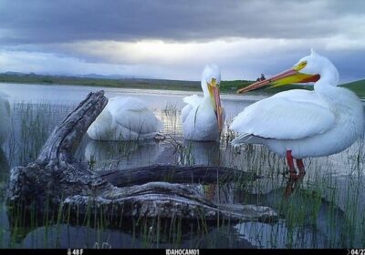 Pelicans-on-Browning-Strike-Force-HD-Pro-trail-camera