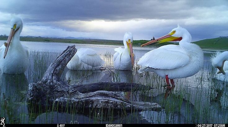 Pelicans-on-Browning-Strike-Force-HD-Pro-trail-camera