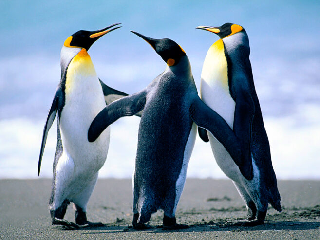 Penguins-1803