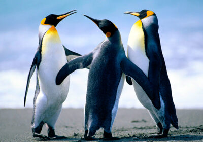 Penguins-2558