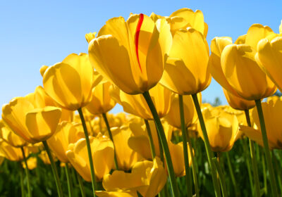 Tulips-1022