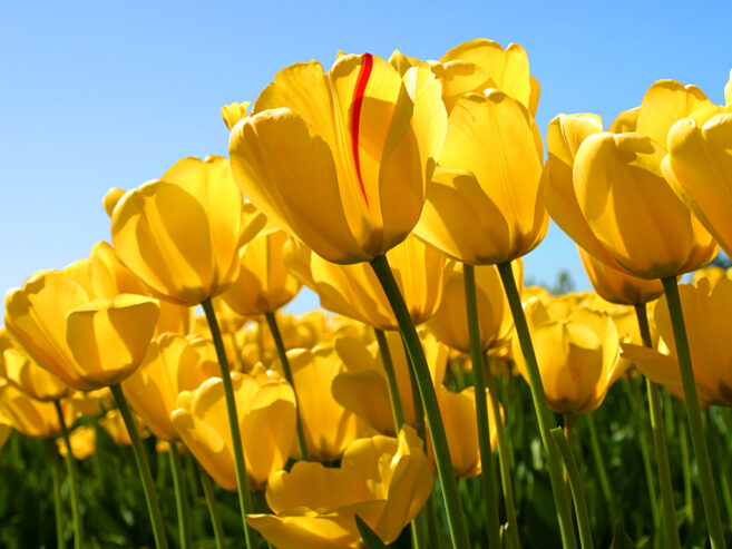 Tulips-1092