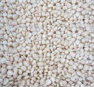 White-Maize-Non-GMO-