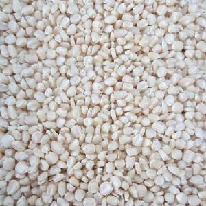 White-Maize-Non-GMO-