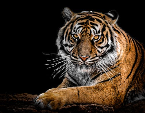 tiger