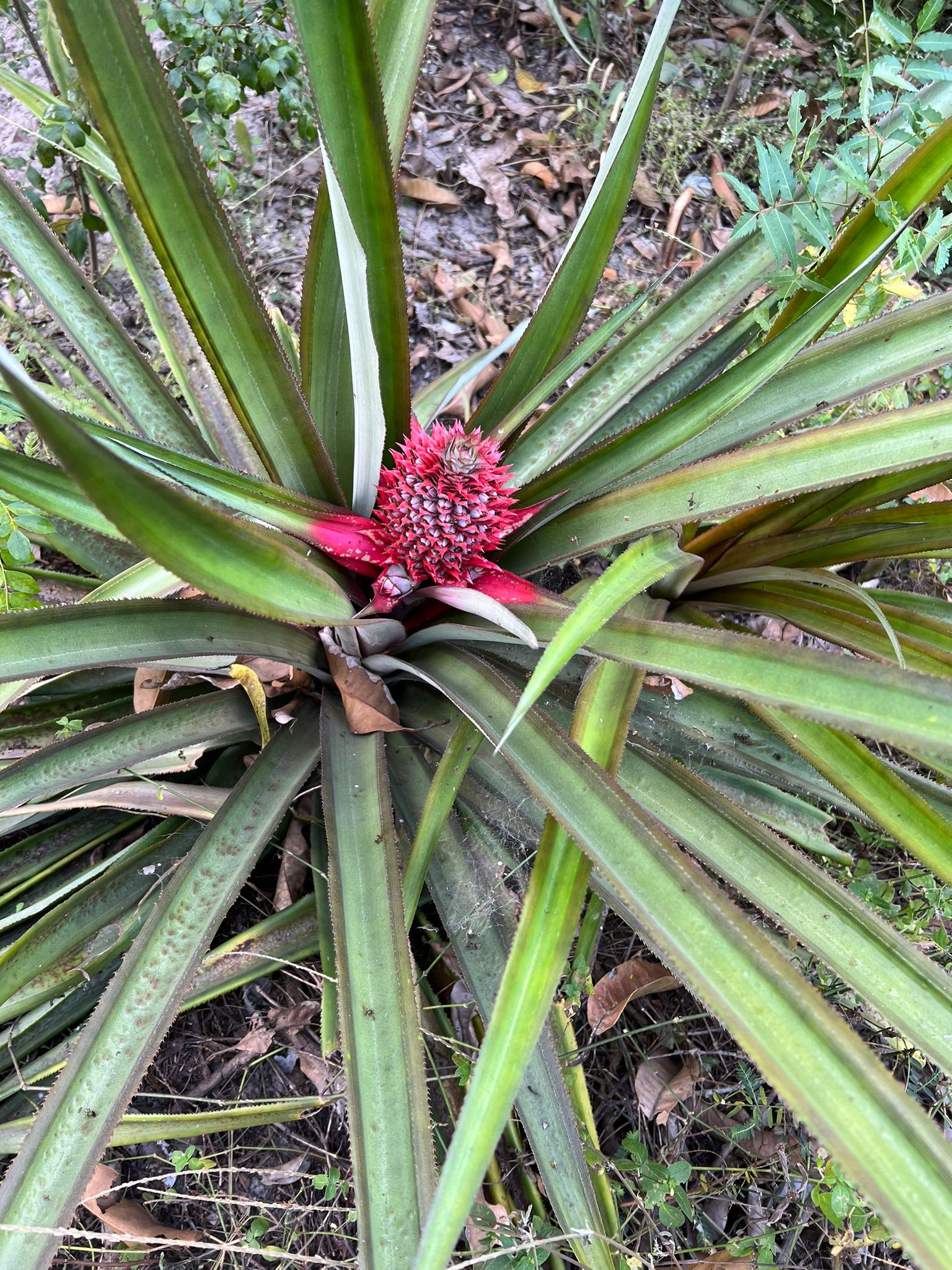 WhatsApp-Image-2025-12-19-at-12.10.03-PM-5